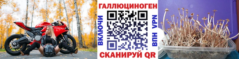 Псилоцибиновые грибы Psilocybe  Таштагол 